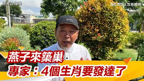 燕子飛進家|燕子築巢＝風水寶地 民俗專家：這「4個生肖」準備在。